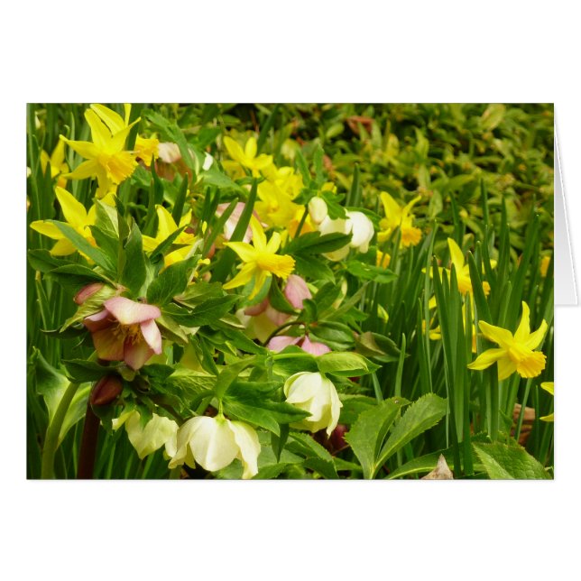 Daffodils and Lenten Roses Colourful Floral (Front Horizontal)