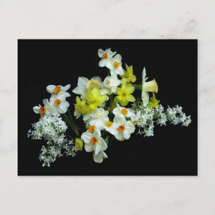 Daffodils and Lilacs Postcard