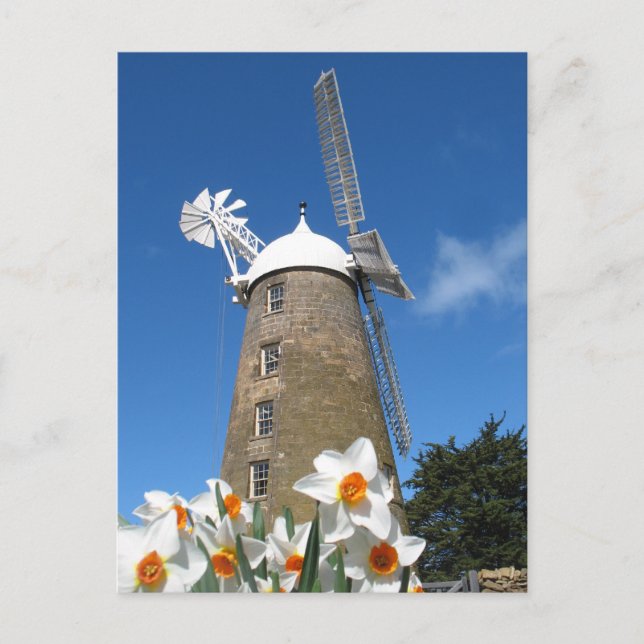daffodils and windmill postcard (Front)