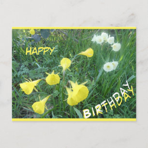 Daffodils Arctic Bells Happy Birthday Postcard