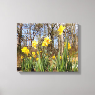 Daffodils at Easter Canvas Print