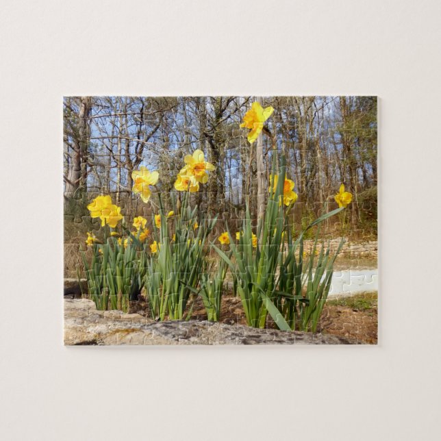 Daffodils at Easter Photo Puzzle With Gift Box (Horizontal)