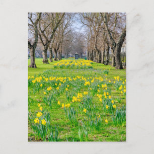 Daffodils at Greenwich, London UK Postcard