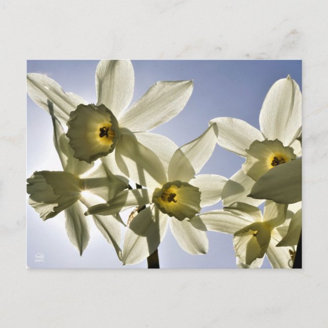 Daffodils blooming with a spring blue sky postcard (Front)