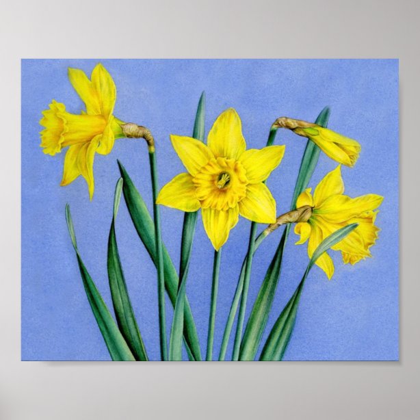 Daffodil Posters & Prints | Zazzle UK