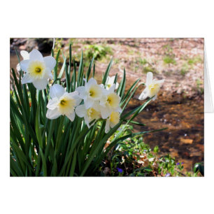 Daffodils By Brook Flower Photography Note Card