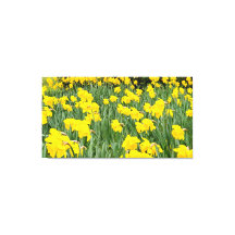 Daffodils