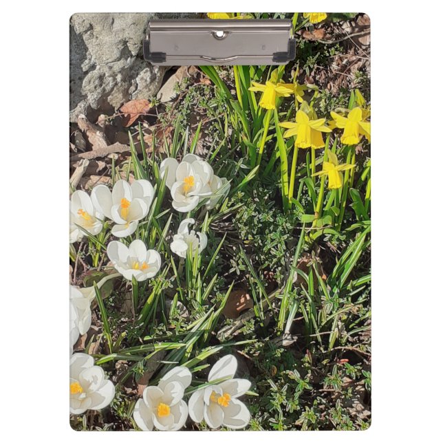 Daffodils & Crocus Clipboard (Front)