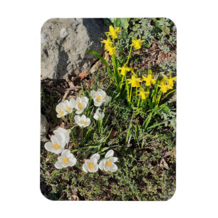 Daffodils & Crocus Magnet