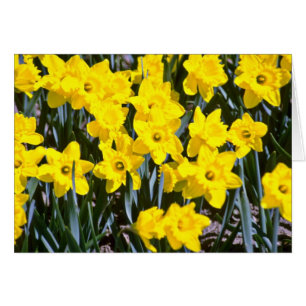 Daffodils  flowers