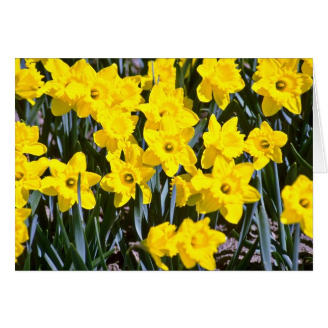 Daffodils  flowers (Front Horizontal)