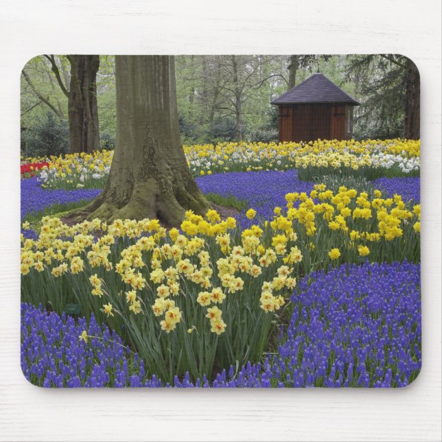 Daffodils, grape hyacinth, and tulip garden, mouse mat (Front)