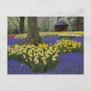 Daffodils, grape hyacinth, and tulip garden, postcard