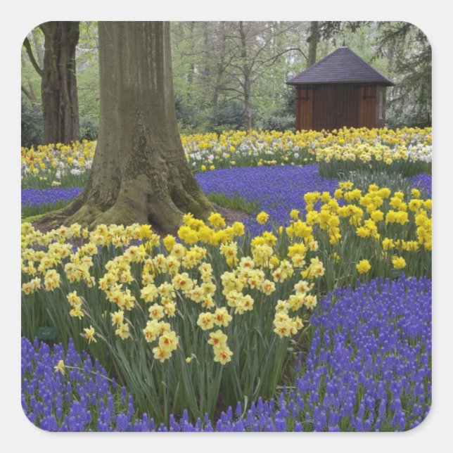 Daffodils, grape hyacinth, and tulip garden, square sticker (Front)