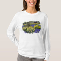 Daffodils, grape hyacinth, and tulip garden,