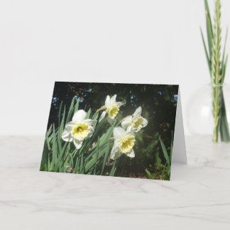Daffodils Holiday Card