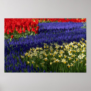 Daffodils, hyacinth and tulips poster