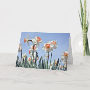 Daffodils in Bloom Card