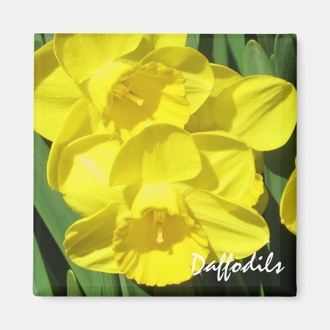 Daffodils Magnet (Front)