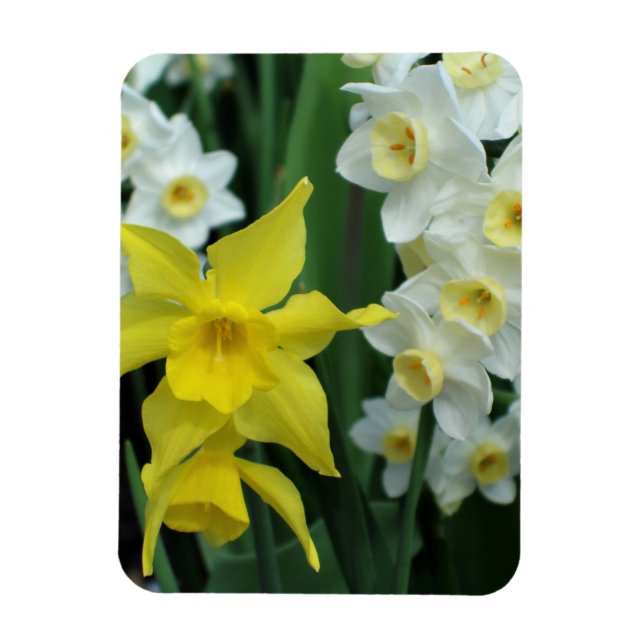 Daffodils Magnet (Vertical)