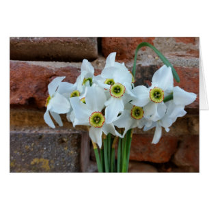 daffodils near fortress wall