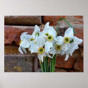 daffodils near fortress wall poster