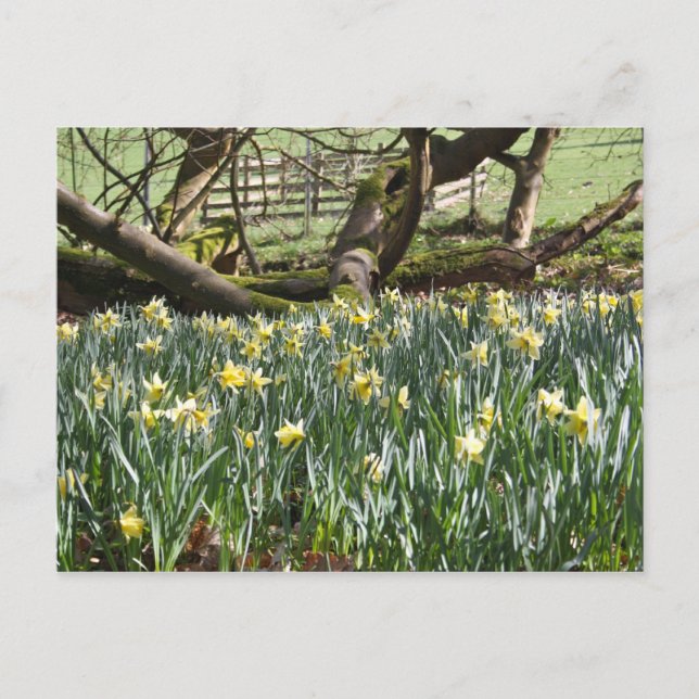 Daffodils on a Spring Day Post Card (Front)