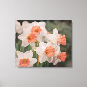 Daffodils Peach Canvas Print