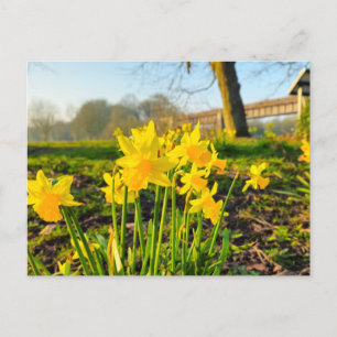 Daffodils  postcard
