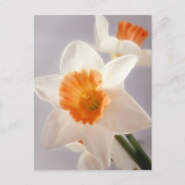 Daffodils Postcard (Front)