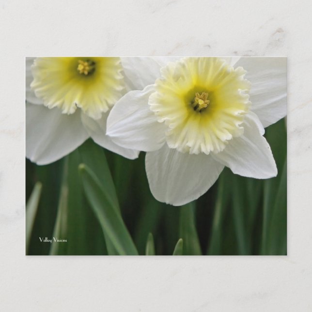 Daffodils Postcard (Front)