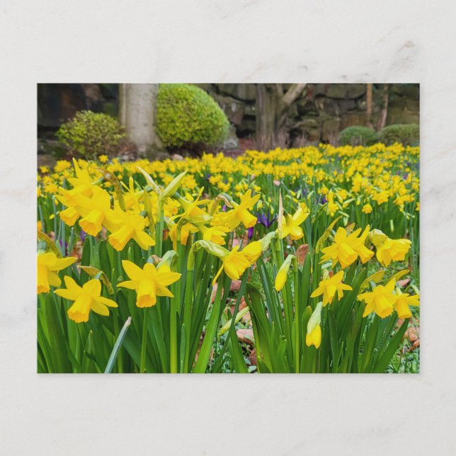 Daffodils  postcard (Front)