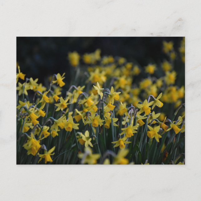 Daffodils  postcard (Front)