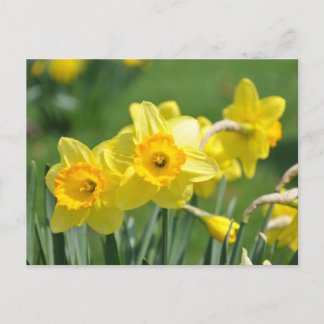 Daffodils Postcard