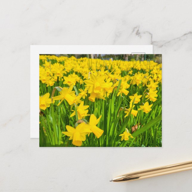 Daffodils  postcard (Front/Back In Situ)