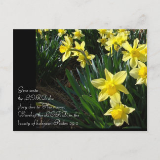 Daffodils Postcard
