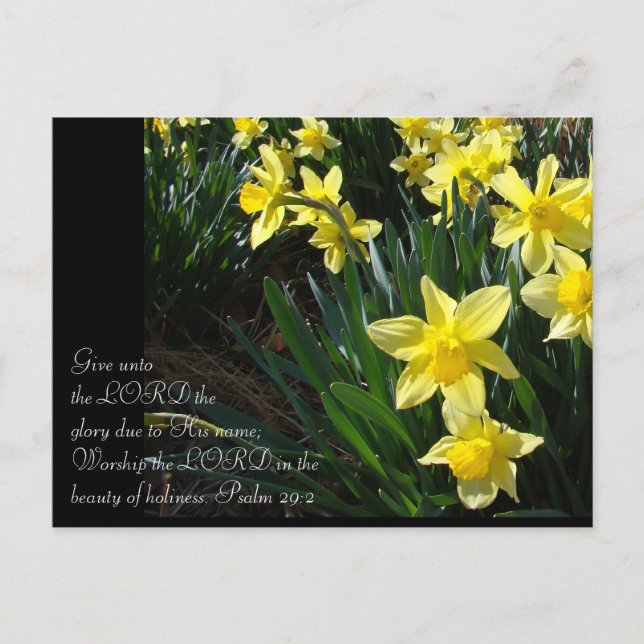 Daffodils Postcard (Front)