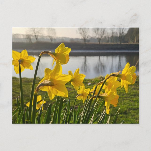 Daffodils  postcard (Front)