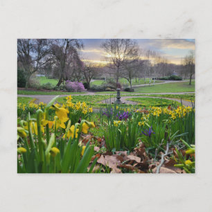 Daffodils  postcard