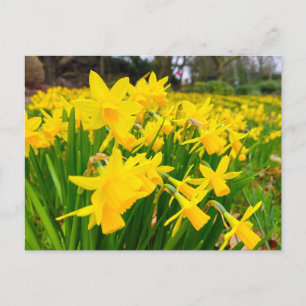 Daffodils  postcard