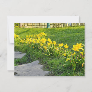 Daffodils  postcard