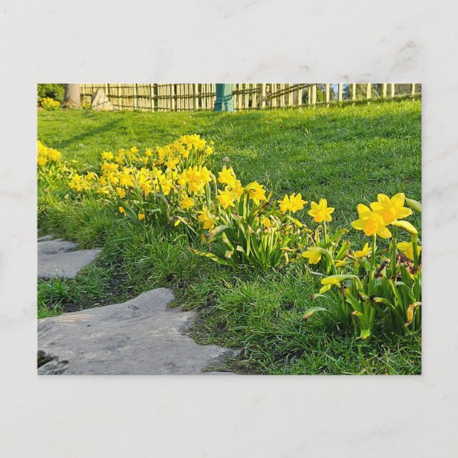 Daffodils  postcard (Front)