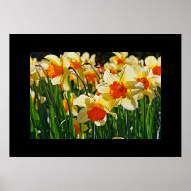 Daffodils Poster (Front)