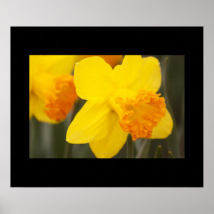 Daffodils Poster
