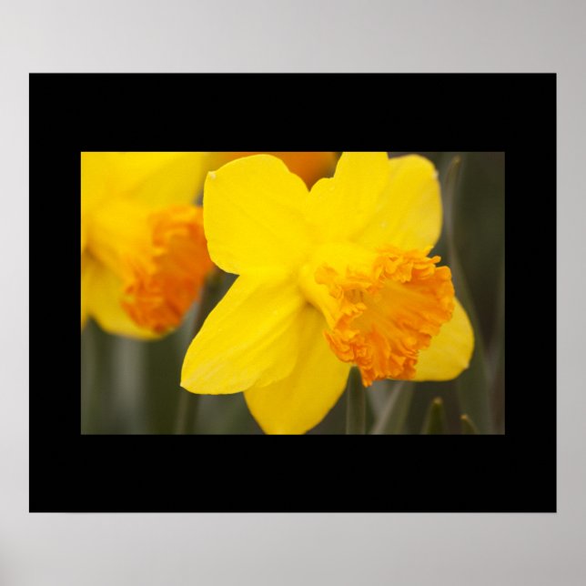 Daffodils Poster (Front)