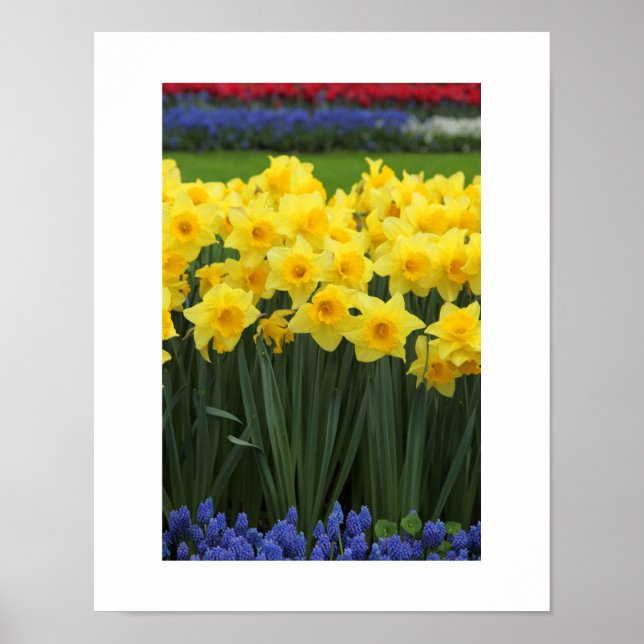 Daffodils Poster (Front)