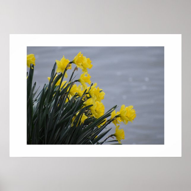 Daffodils  poster (Front)