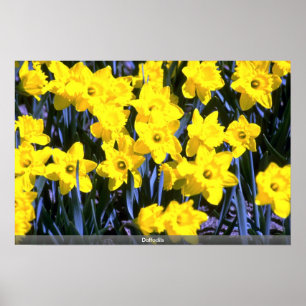Daffodils Poster