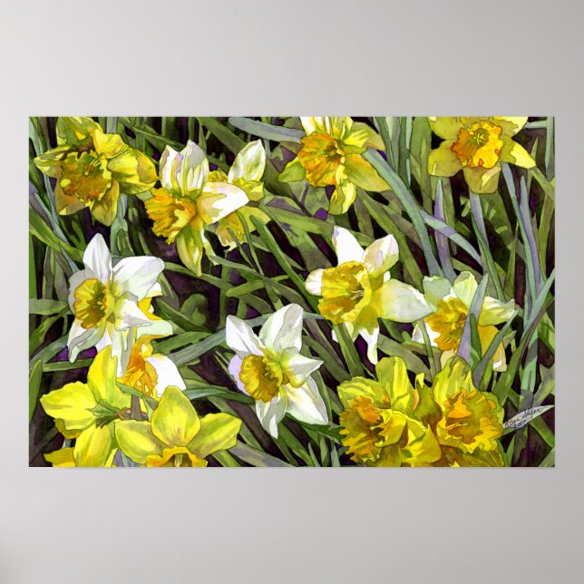 Daffodils Poster Print (Front)