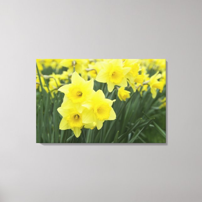 Daffodils RF) Canvas Print (Front)